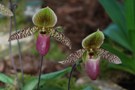 Paphiopedilum Santa Cruz